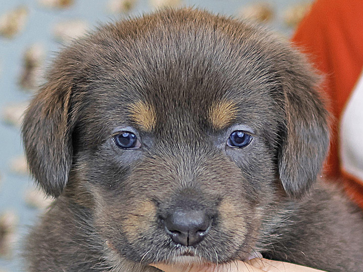 chinook puppy